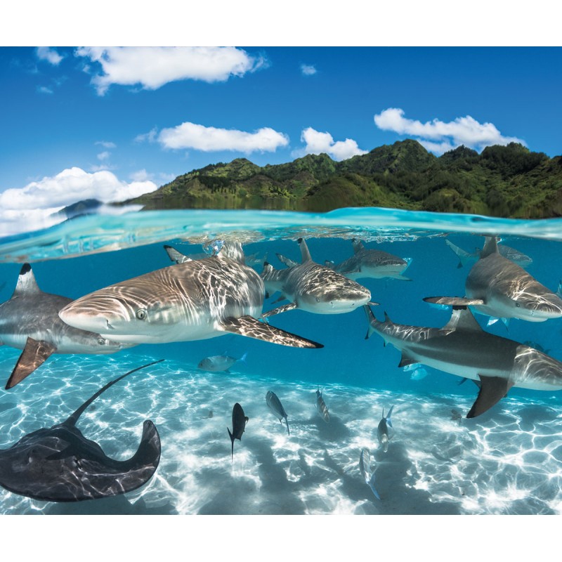Perfume MOOREA - 24