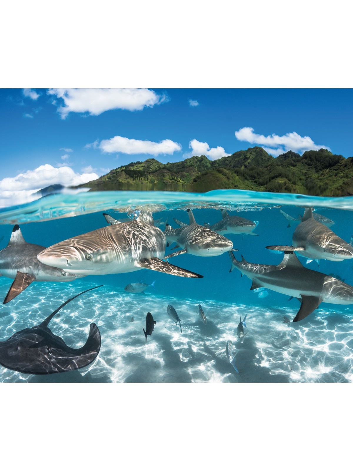 Perfume MOOREA - 24