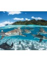 Parfum MOOREA - 24 ¦ Parfum pour femme ¦ LS DIFFUSION Shop